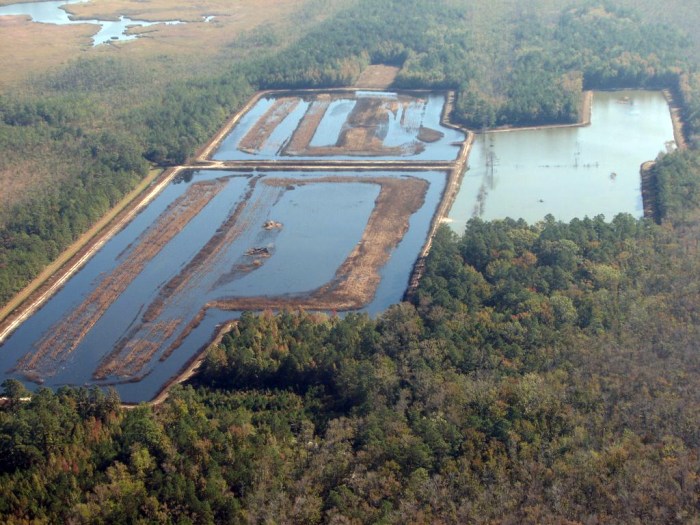 Lands roanoke hardwood swamps hunters wetlands